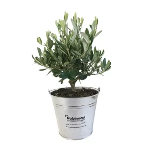 Olivier dans pot en zinc – OLIVIER