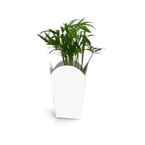 Plante botanique dans pot – POPCORN