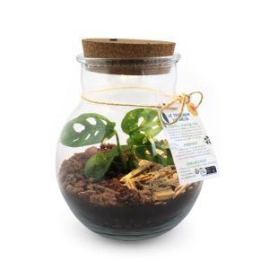 Terrarium lumineux avec couvercle en liège – LED